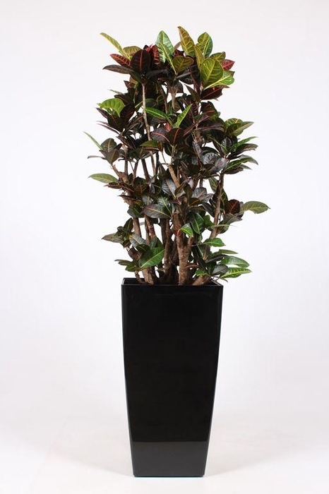 <h4>Codiaeum Petra (Croton ) in Piza pot "antraciet"</h4>