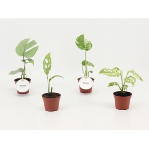 Monstera Mix
