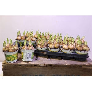 arr8 Narc O Tete A Tete