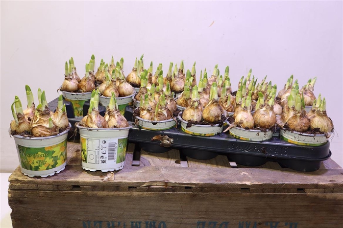 <h4>arr8 Narc O Tete A Tete</h4>