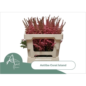 ASTIL C CORAL ISLAND