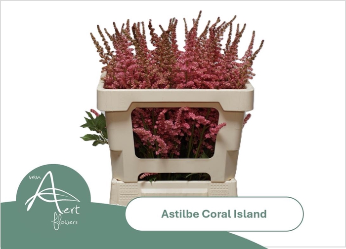 <h4>ASTIL C CORAL ISLAND</h4>
