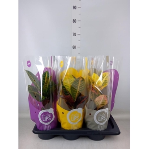 Codiaeum var. GR 'Petra'