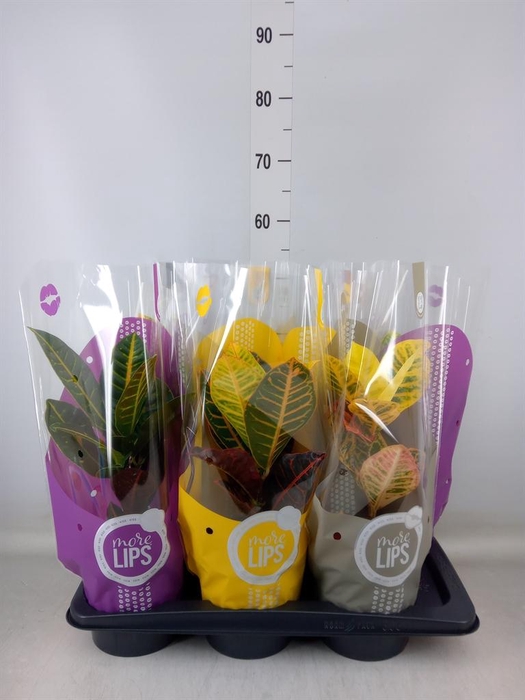 <h4>Codiaeum var. GR 'Petra'</h4>