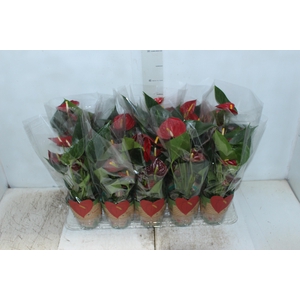 ANTHURIUM RED SUCCESS P12