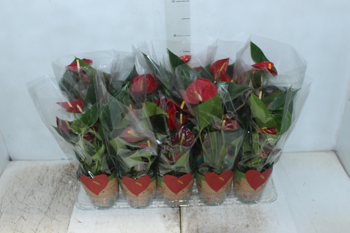 <h4>ANTHURIUM RED SUCCESS P12</h4>