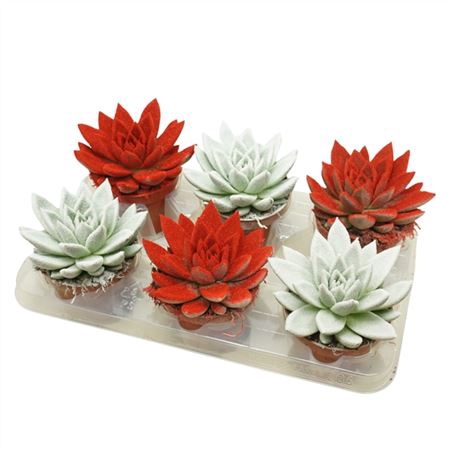 <h4>Echeveria Mix Fluweel</h4>