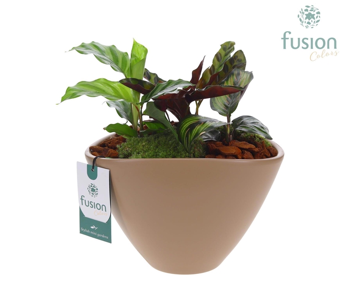 <h4>Pot keramiek ovaal Large beige met arrangement</h4>