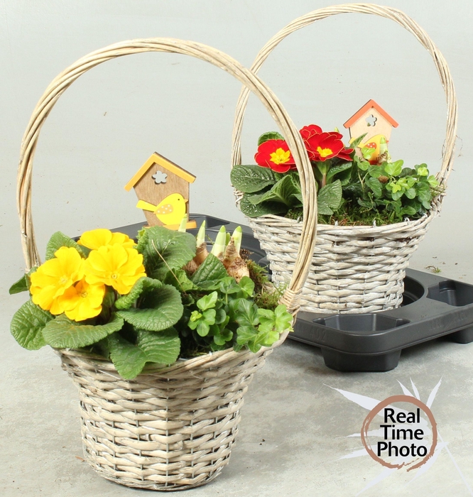 <h4>ARR TUINPLANTEN</h4>