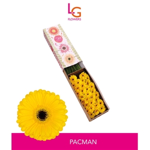 Germini Pacman Doos