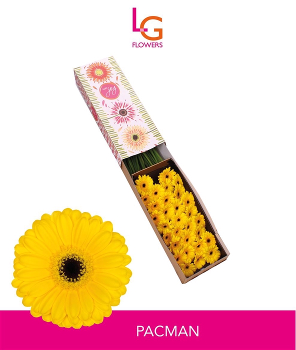 <h4>Germini Pacman Doos</h4>