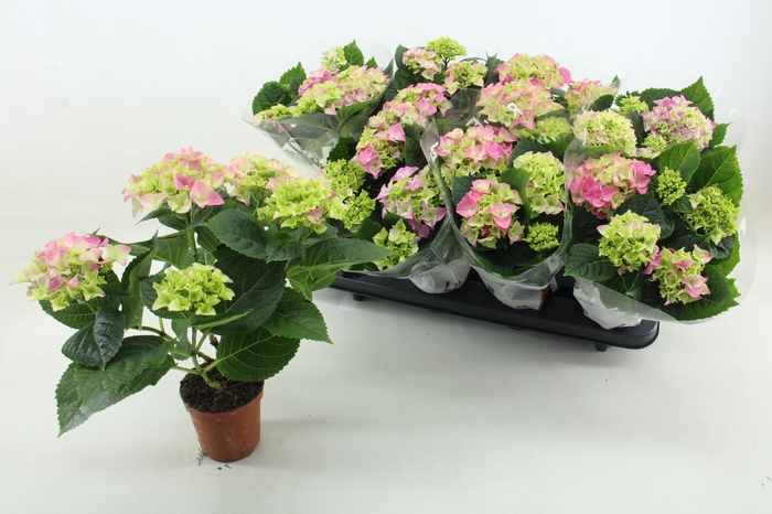 arr8 Hydr M Early Rosa