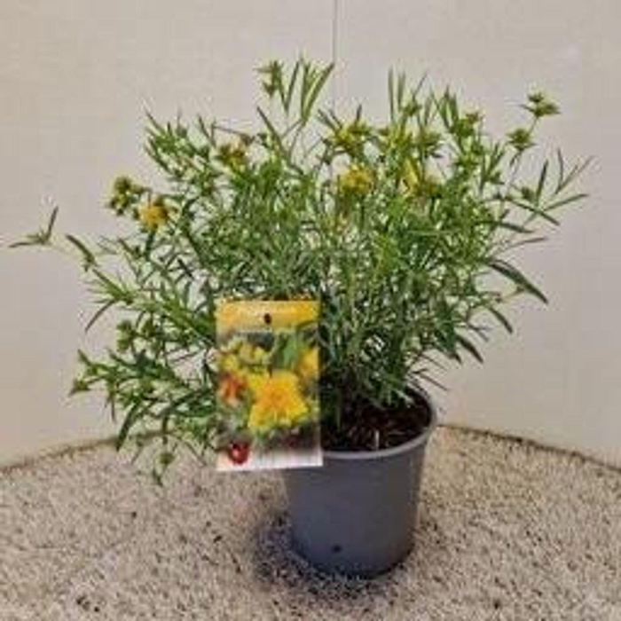 <h4>Hypericum kalmianum Gemo</h4>