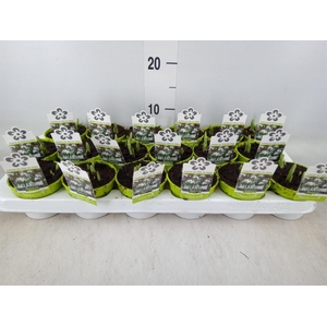 Galanthus nivalis   ...in pot