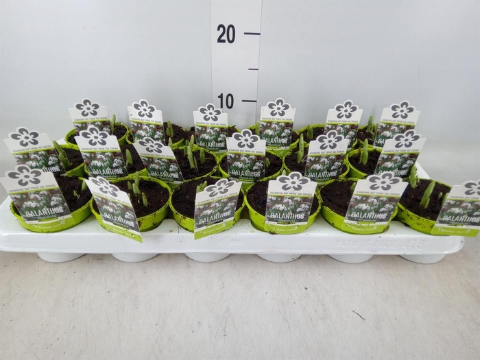 <h4>Galanthus nivalis ...in pot</h4>