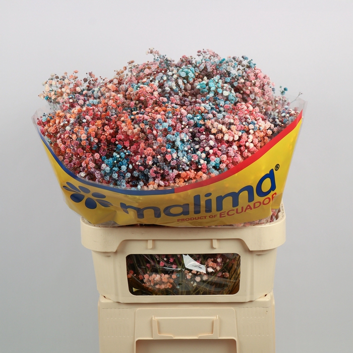 <h4>GYPS KLB H%</h4>