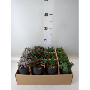 Arr.   Kamerplant Groen L%