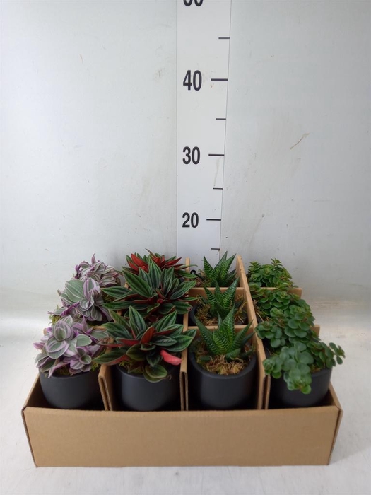 <h4>Arr.   Kamerplant Groen L%</h4>