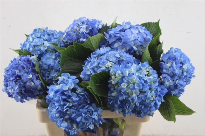 <h4>Hydr. M Dark Blue 60-17</h4>