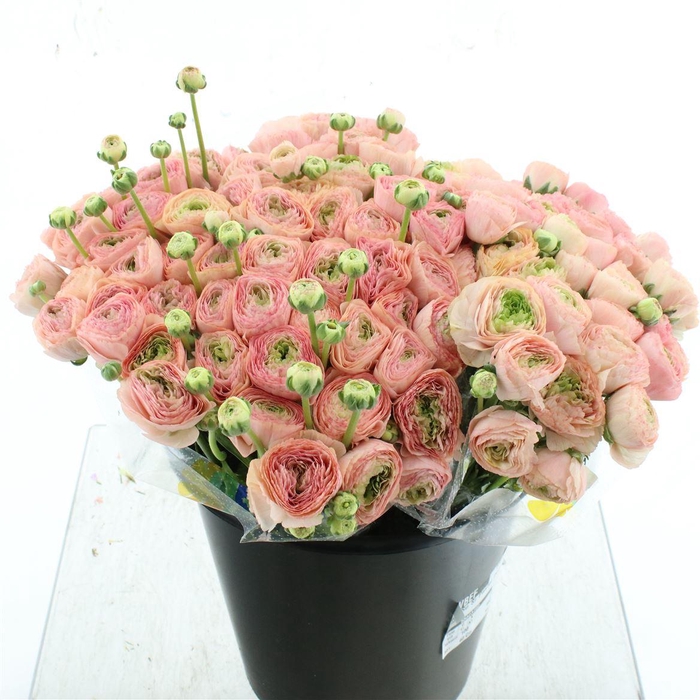 <h4>Ran Su Sr Tuareq Peach 898 1a</h4>