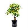 Citrus Kumquat stem P22