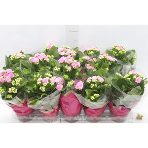 KALANCHOE DOBRADO P11 ROSA