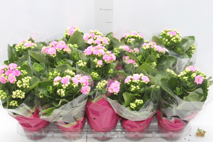 <h4>KALANCHOE DOBRADO P11 ROSA</h4>