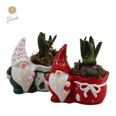 <h4>Hyacinth Mix 1350 Santa's Candle Light 1pp</h4>