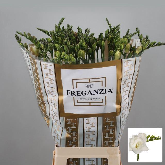 <h4>Freesia du Belleville</h4>