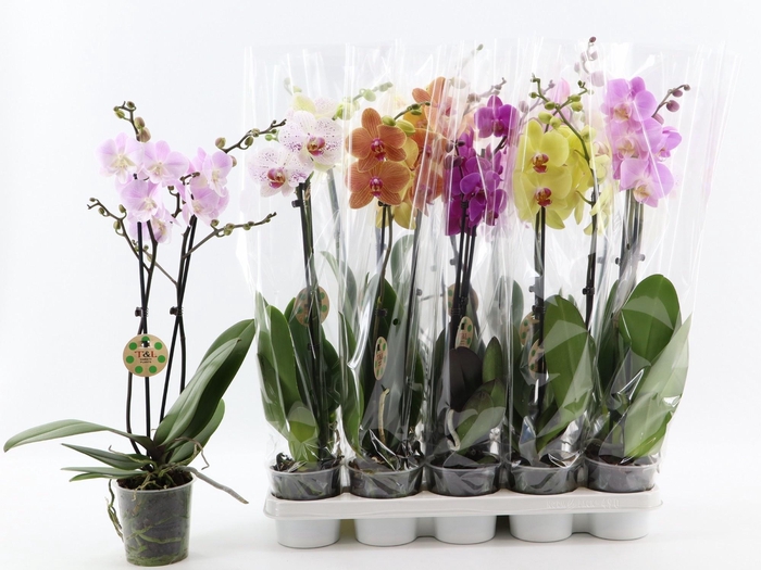 <h4>PHAL GEM 7 KL</h4>