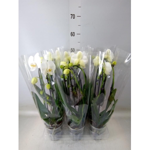 Phalaenopsis  'Elegant Cascade'