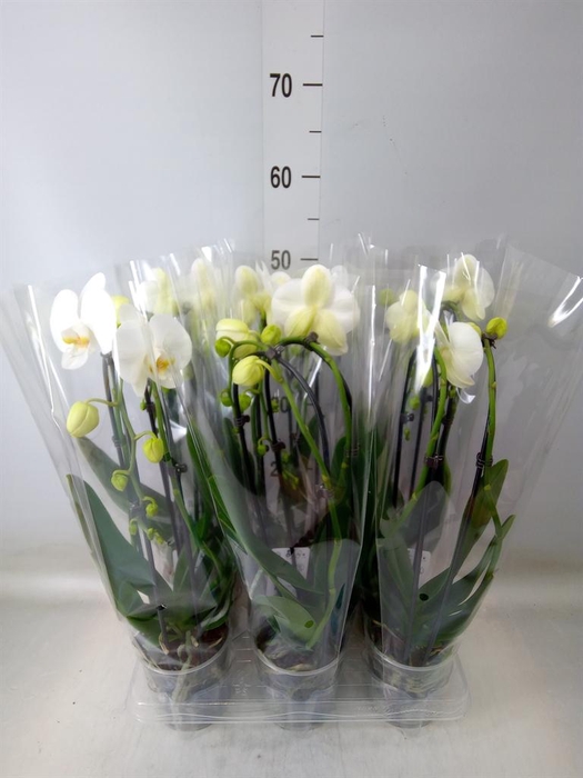 <h4>Phalaenopsis  'Elegant Cascade'</h4>