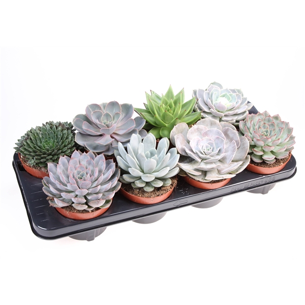 <h4>Echeveria mix</h4>