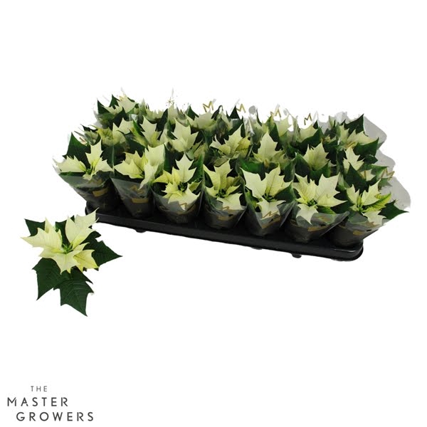 <h4>Poinsettia Alaska Wit 6cm met Hoes</h4>