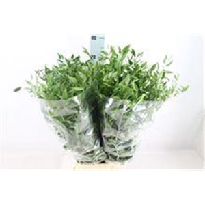 Ruscus Middel 150 Gram