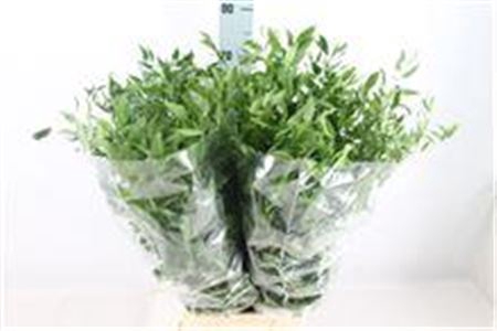 <h4>Ruscus Middel 150 Gram</h4>