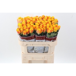 R Gr Candlelight