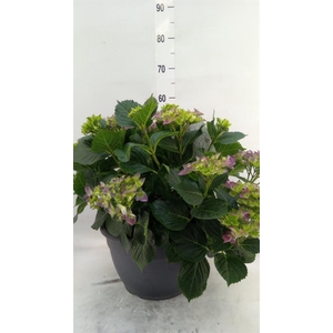 Hydrangea mac.