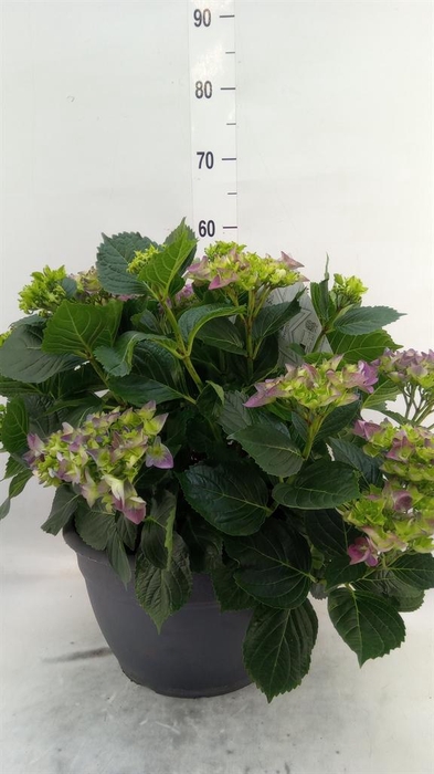 <h4>Hydrangea mac.</h4>