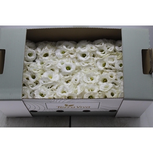 LISIANTHUS FLOR BRANCO