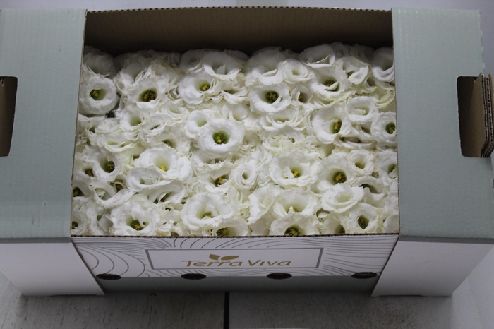 <h4>LISIANTHUS FLOR BRANCO</h4>