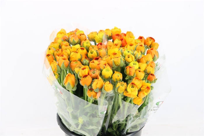 <h4>Ran Elegance Orange</h4>