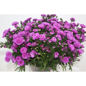 ASTER PRIMAVERA 040 CM