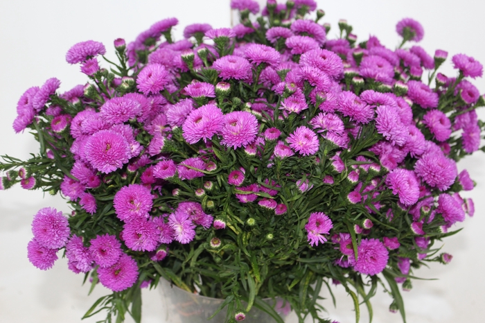 <h4>ASTER PRIMAVERA 040 CM</h4>