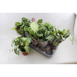 MARANTA EXCLUS GREY