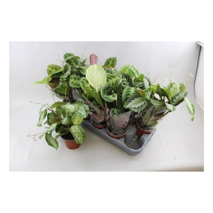 <h4>MARANTA EXCLUS GREY</h4>