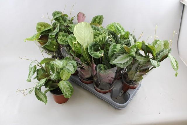 <h4>MARANTA EXCLUS GREY</h4>