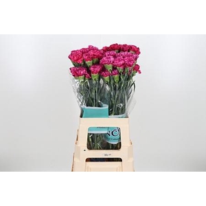 DI ST CHERRY JUBILEE