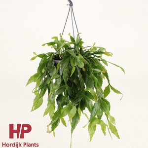 Rhipsalis crispata