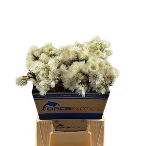 Kaaps Cape Everlasting